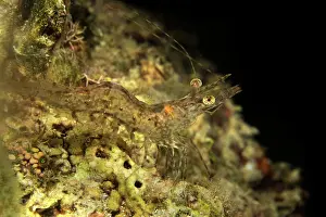 Prawn: Long Arm Prawn