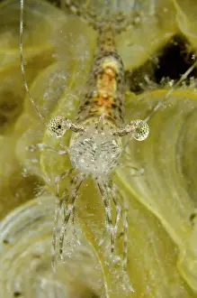 Wainilu: Long Arm Prawn Wainilu dive site, Rinca Island