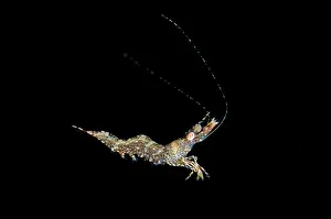 Prawn: Long Arm Prawn in water column on night dive TK1