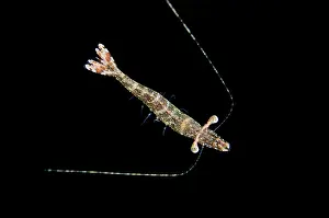 Prawn: Long Arm Prawn in water column on night dive TK1