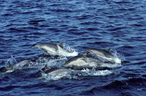 Mexcio: Long-beaked common dolphin