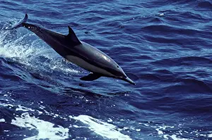 Mexcio: Long-beaked common dolphin