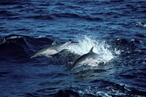 Mexcio: Long-beaked common dolphin
