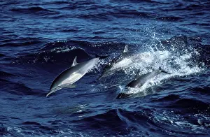 Mexcio: Long-beaked common dolphin