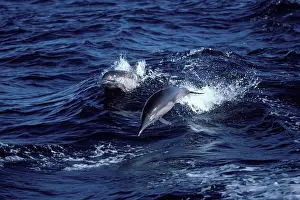 Mexcio: Long-beaked common dolphin