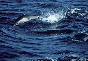 Mexcio: Long-beaked common dolphin