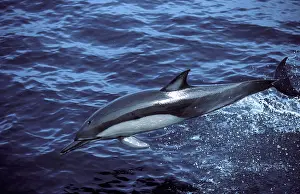 Mexcio: Long-beaked common dolphin
