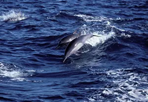 Mexcio: Long-beaked common dolphin