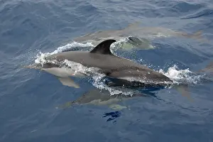 Azore: Long-beaked Common Dolphin