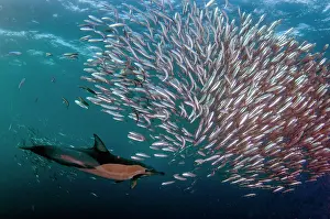 Chain: Long-beaked Common Dolphin feeding on baitball