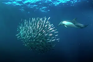 Chain: Long-beaked Common Dolphin feeding on baitball