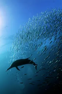 Chain: Long-beaked Common Dolphin feeding on sbaitball