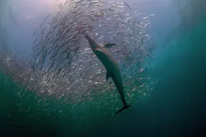 Johns: Long-beaked Common Dolphin - feeding on school of