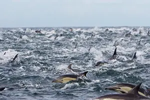 Delphinus: Long-beaked Common Dolphin - group hunting fish