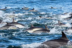 Delphinus: Long-beaked Common Dolphin - group hunting fish