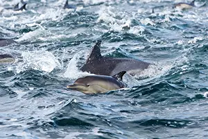 Delphinus: Long-beaked Common Dolphin - group hunting fish