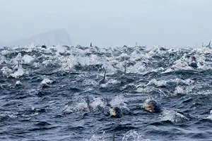 Delphinus: Long-beaked Common Dolphin - group hunting fish