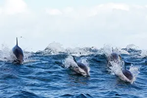 Surfing: Long-beaked Common Dolphin - group hunting fish