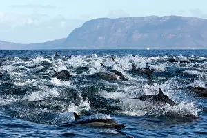 Delphinus: Long-beaked Common Dolphin - group hunting fish