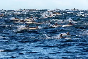 Delphinus: Long-beaked Common Dolphin - group hunting fish