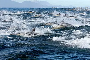 Delphinus: Long-beaked Common Dolphin - group hunting fish