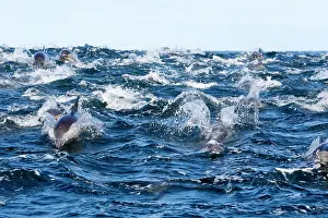 Delphinus: Long-beaked Common Dolphin - group hunting fish