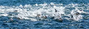 Delphinus: Long-beaked Common Dolphin - group hunting fish