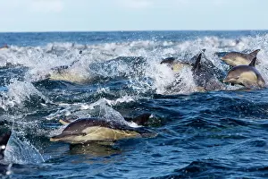 Delphinus: Long-beaked Common Dolphin - group hunting fish