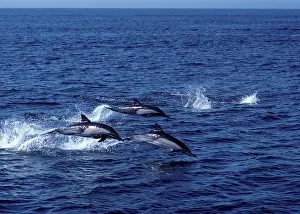Mexcio: Long-beaked common dolphin - three leaping