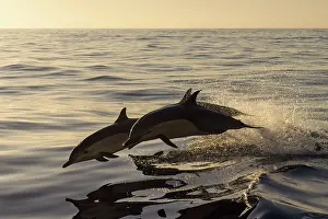 Beaked: Long-beaked Common Dolphins
