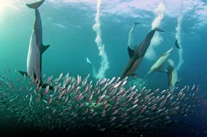 Chain: Long-beaked Common Dolphins