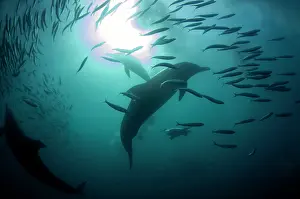 Johns: Long-beaked Common Dolphins - and Cape Gannet (Morus