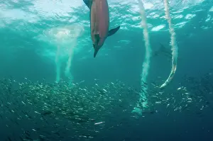 Johns: Long-beaked Common Dolphins - and Cape Gannets (Morus