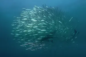 Johns: Long-beaked Common Dolphins - feeding on school