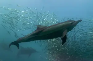 Johns: Long-beaked Common Dolphins - feeding on school