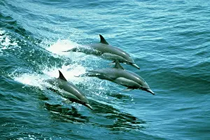 Delphis: Long-beaked Common DOLPHINS - three leaping