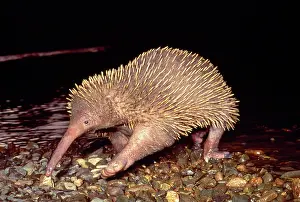 Echidnas: Long-beaked ECHIDNA