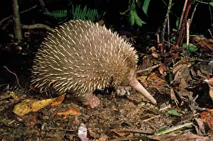 Echidnas: Long-Beaked Echidna