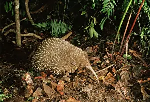 Echidnas: Long-beaked Echidna