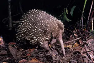 Echidna: Long-beaked Echidna