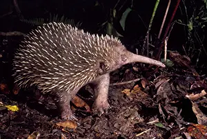Echidna: Long-beaked Echidna