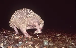 Echidnas: LONG BEAKED ECHIDNA