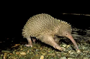 Echidnas: Long-beaked Echidna - crossing a rocky stream