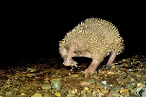 Long-beaked Echidna - Crossing water