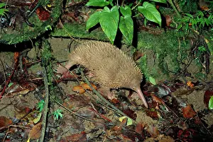 Echidnas: Long-beaked Echidna - foraging