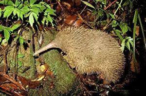 Echidnas: Long-beaked Echidna - Searching for worms