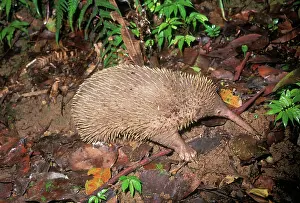 Echidnas: Long-beaked ECHIDNA - side view