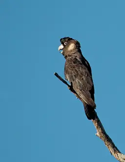 Calyptorhynchus: Long-billed Black Cockatoo / Baudin's / White-tailed