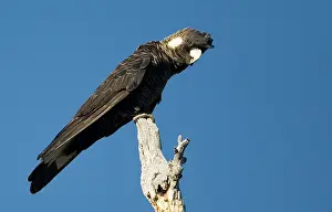Calyptorhynchus: Long-billed Black Cockatoo / Baudin's / White-tailed