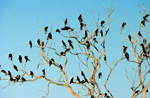 Branched: Long-billed Black Cockatoo - Flock perched in bare-branched